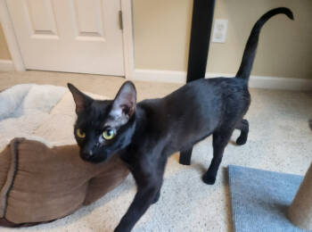 Rescue Domestic Short Hair Cats for Adoption in Wheaton, Illinois - Ebony Jett-Jett | PetCurious