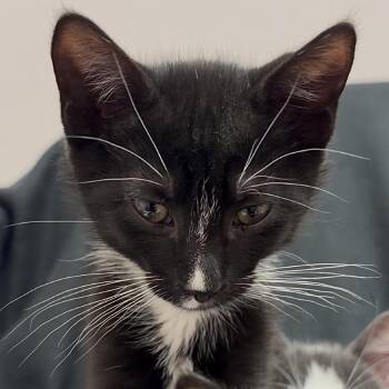 Domestic Short Hair Cats Available for Adoption in Middlebury, Vermont - Diego | PetCurious