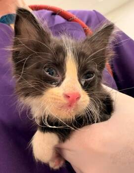 FERAL CAROL -  Domestic Medium Hair Cat for Adoption in Baytown, Texas - FERAL CAROL | PetCurious