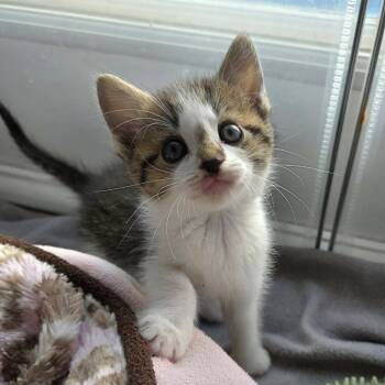 Rescue Domestic Short Hair Cats for Adoption in Reisterstown, Maryland - Poppy (paired With A Sibling) | PetCurious