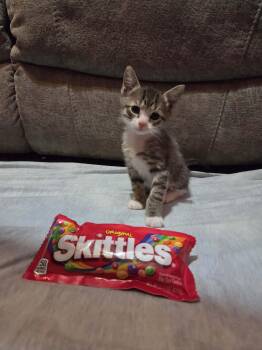Skittles -  Tabby and Calico Cat for Adoption in Newark Valley, New York - Skittles | PetCurious