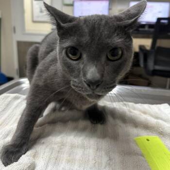 Pharaoh -  Domestic Short Hair Cat for Adoption in Lakeland, Florida - Pharaoh | PetCurious