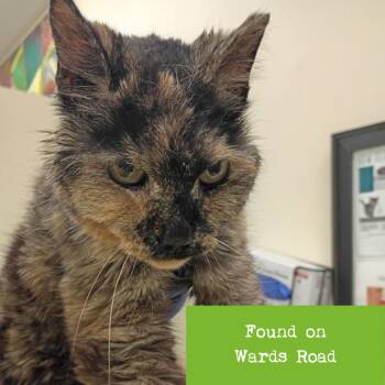 Gianna -  Domestic Medium Hair Cat for Adoption in Lynchburg, Virginia - Gianna | PetCurious