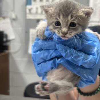 Rescue Domestic Short Hair Cats for Adoption in Summerville, South Carolina - Susie | PetCurious