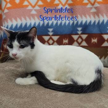 Rescue Domestic Short Hair Cats for Adoption in Parkersburg, West Virginia - Sprinkles Sparkletoes | PetCurious
