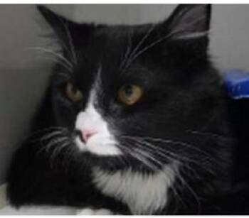 Bean Boy -  Domestic Medium Hair and Domestic Short Hair Cat for Adoption in Fairfax, Virginia - Bean Boy | PetCurious