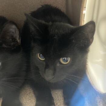 Rescue Domestic Short Hair Cats for Adoption in Galveston, Texas - Twilight | PetCurious