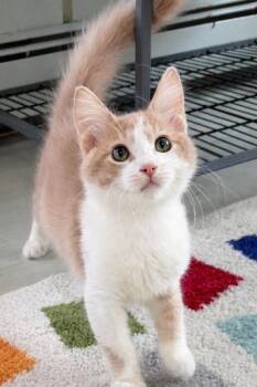 Domestic Medium Hair Cats Available for Adoption - Queso | PetCurious