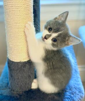 Domestic Short Hair Cats Available for Adoption in Silver Spring, Maryland - Guinevere | PetCurious