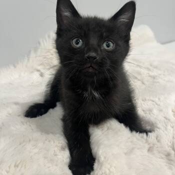 Domestic Short Hair Cats Available for Adoption in Chicago, Illinois - Jet | PetCurious