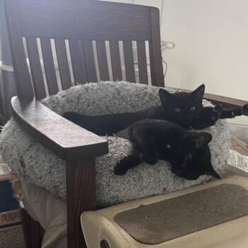 Domestic Short Hair Cats Available for Adoption - Gravy | PetCurious