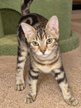 Solar -  Tabby Cat for Adoption in Calimesa, California - Solar | PetCurious