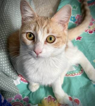 Gabby -  Domestic Short Hair Cat for Adoption in Island Lake, Illinois - Gabby | PetCurious