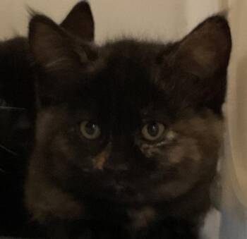 Susie -  Domestic Short Hair Cat for Adoption in Winnipeg, Manitoba - Susie | PetCurious