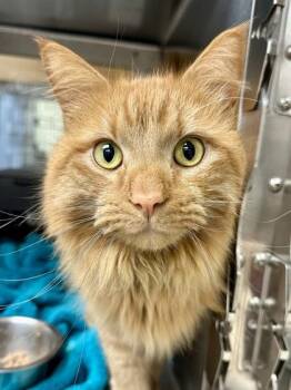 Fatty -  Domestic Medium Hair Cat for Adoption in Wichita, Kansas - Fatty | PetCurious