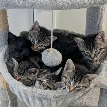 Princess Pink -  Domestic Short Hair Cat for Adoption in West Olive, Michigan - Princess Pink | PetCurious