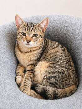 Domestic Short Hair and Tabby Cats Available for Adoption in Homer Glen, Illinois - Chibi | PetCurious