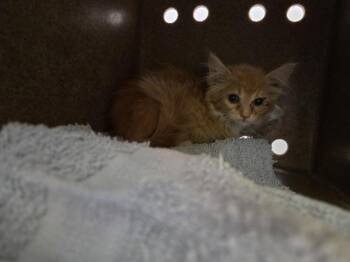 NEPTUNE -  Domestic Short Hair Cat for Adoption in Kent, Washington - NEPTUNE | PetCurious