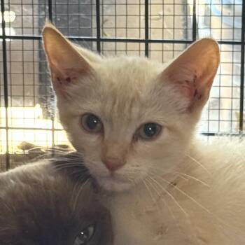 Rescue Domestic Short Hair Cats for Adoption in Redwood Valley, California - 11 | PetCurious