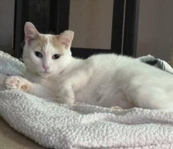 Domestic Short Hair Cats Available for Adoption - Peachy *solo Kitty | PetCurious