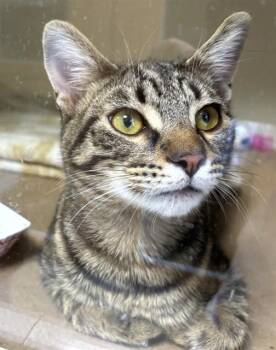 Domestic Short Hair Cats Available for Adoption in Dedham, Massachusetts - KARLA | PetCurious