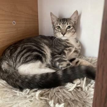 Eda -  Domestic Short Hair Cat for Adoption in Laredo, Texas - Eda | PetCurious