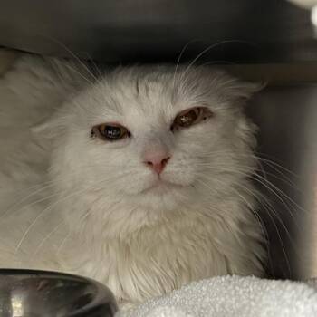 Domestic Long Hair Cats Available for Adoption - BANANA BOAT | PetCurious