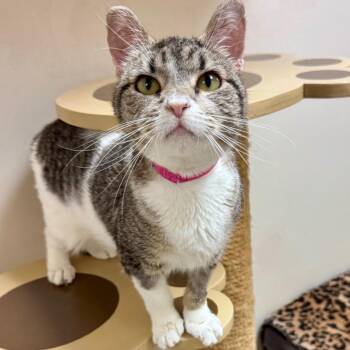 Harlequin -  British Shorthair and Domestic Short Hair Cat for Adoption in Lakeland, Florida - Harlequin | PetCurious