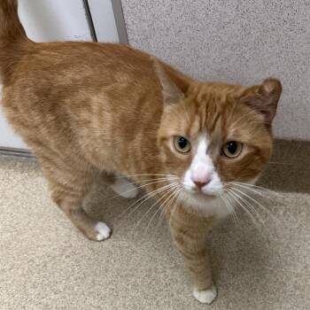 Sputnik -  Domestic Short Hair Cat for Adoption in Naperville, Illinois - Sputnik | PetCurious