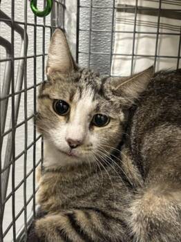 Rescue Domestic Short Hair Cats for Adoption in Las Vegas, Nevada - AMARA | PetCurious