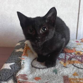Wilma -  Domestic Short Hair Cat for Adoption in Belleville, Illinois - Wilma | PetCurious