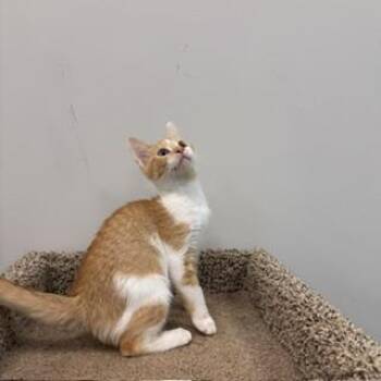 Kristoff -  Domestic Short Hair Cat for Adoption in Janesville, Wisconsin - Kristoff | PetCurious