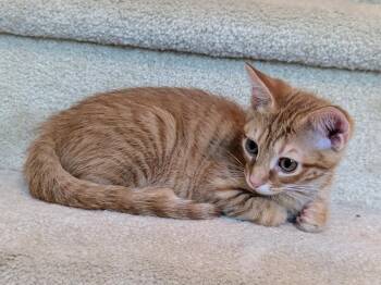 Ziti26 -  Domestic Short Hair Cat for Adoption in Youngsville, North Carolina - Ziti26 | PetCurious