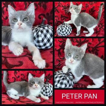 Peter Pan -  Domestic Short Hair Cat for Adoption in Corpus Christi, Texas - Peter Pan | PetCurious