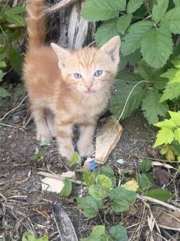 Domestic Short Hair Cats Available for Adoption in Dallas, Texas - THEORI | PetCurious