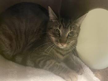 Rescue Domestic Short Hair Cats for Adoption in Pasadena, California - A524746 | PetCurious