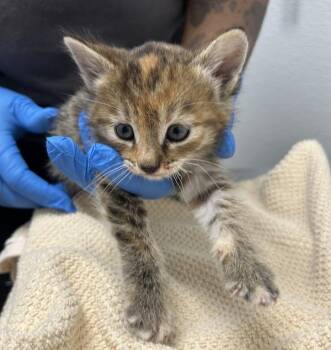Sally -  Domestic Short Hair Cat for Adoption in Silverdale, Washington - Sally | PetCurious