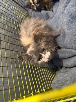 RANA -  Domestic Medium Hair Cat for Adoption in San Antonio, Texas - RANA | PetCurious