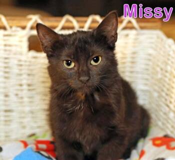 Rescue Bombay Cats for Adoption in Houston, Texas - Missy | PetCurious