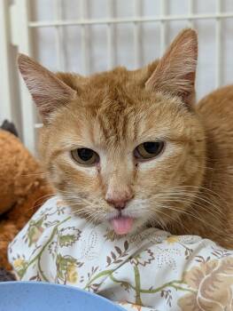 Gail -  Domestic Short Hair Cat for Adoption in Decatur, Illinois - Gail | PetCurious