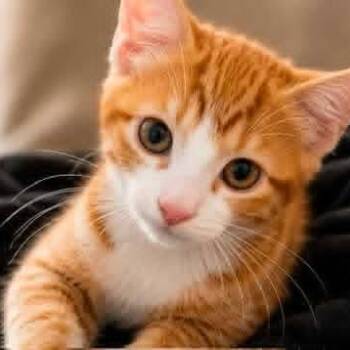 Ocho -  Tabby and Domestic Short Hair Cat for Adoption in Grand Rapids, Michigan - Ocho | PetCurious