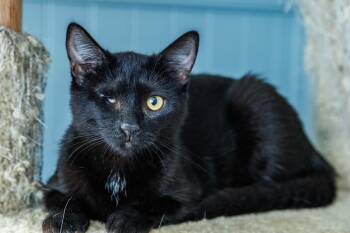 Echo -  Domestic Short Hair Cat for Adoption in Chester Springs, Pennsylvania - Echo | PetCurious
