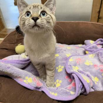 Chase -  Siamese Cat for Adoption in Chisholm, Minnesota - Chase | PetCurious