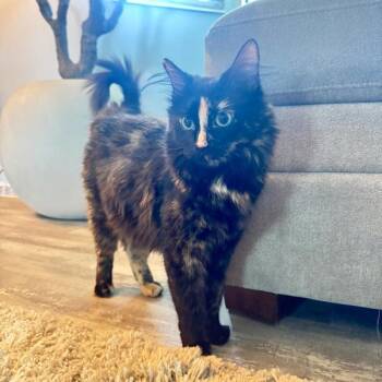 Tkaiya -  Domestic Long Hair Cat for Adoption in Salt Lake City, Utah - Tkaiya | PetCurious