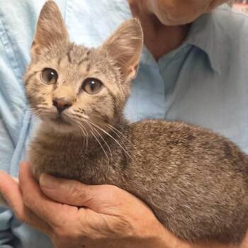 Ricky -  Domestic Short Hair Cat for Adoption in Fort Payne, Alabama - Ricky | PetCurious