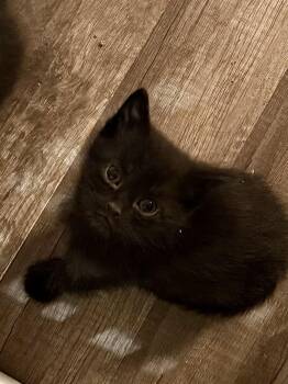 Brulee -  Domestic Short Hair Cat Available for Adoption in Snyder, Texas - Brulee | PetCurious
