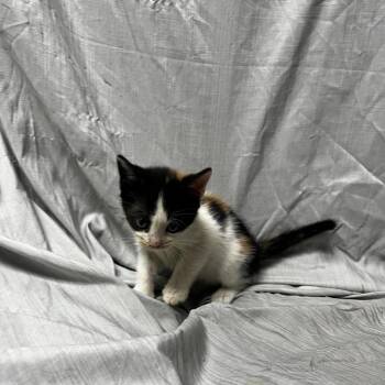 Domestic Short Hair Cats Available for Adoption in Raleigh, North Carolina - Jellybean | PetCurious