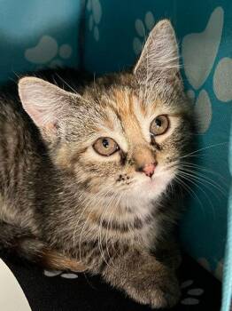 Blueberry -  Domestic Medium Hair and Domestic Short Hair Cat for Adoption in Elmira, New York - Blueberry | PetCurious