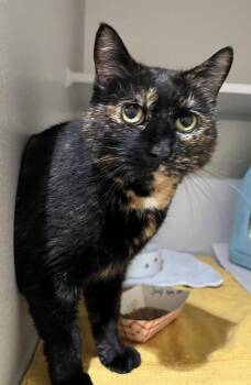 Joy -  Domestic Short Hair Cat for Adoption in Stratham, New Hampshire - Joy | PetCurious