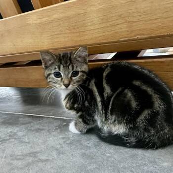 Honey -  Domestic Short Hair Cat for Adoption in Fairmont, West Virginia - Honey | PetCurious